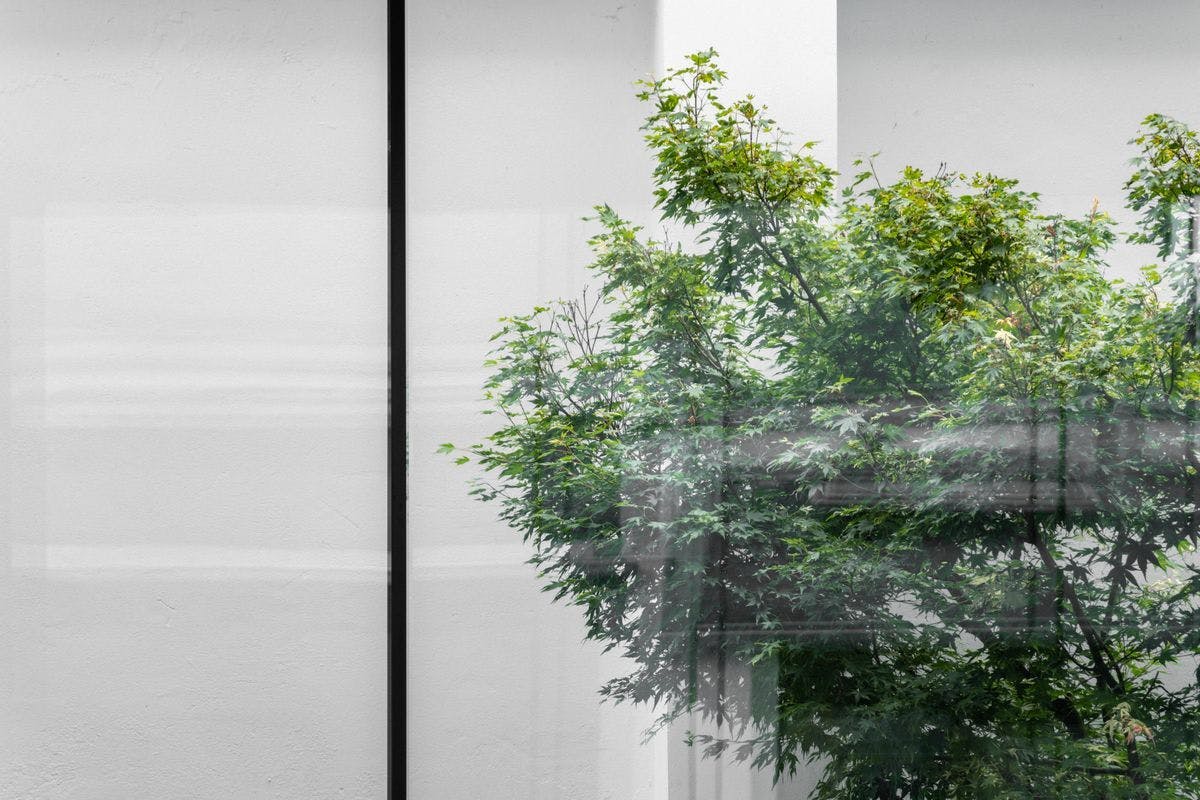 Detailed photo of a tree seen through a window frame in Mogens Dahl Concert Hall. The image highlights the scenic details of the tree and the tranquil outdoor view from indoors.